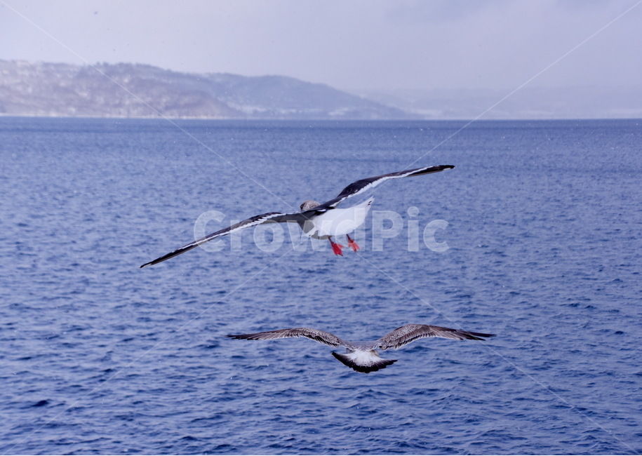 갈매기,비상,호수,겨울,새,seagull,bird,lake,winter,동물,animal,조류,새,birds