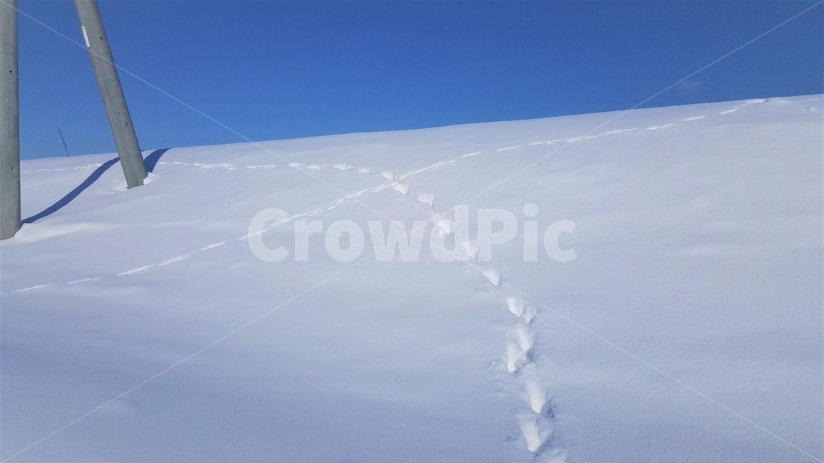 겨울,발자국,동물,눈,귀여운,흰색,야생동물,비에이,일본,깨끗한,winter,animal,footprint,snow,cute,겨울,계절,winter,season,자연,풍경,nature,landscape,outdoors,옥외,mountain,산