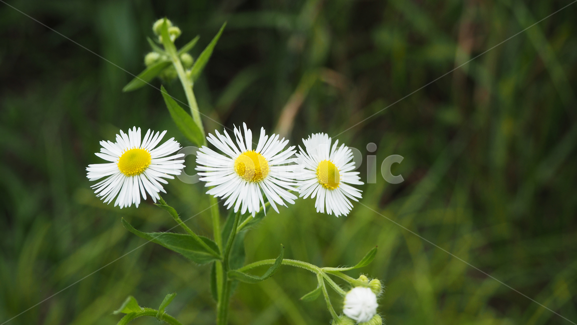 야생화,꽃,흰색,wildflower,flower,white