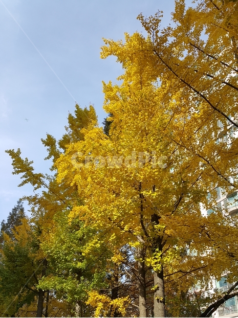 가을,단풍나무,노란색,나들이,설렘,가을,계절,fall,autumn,season,tree,나무,plant,식물