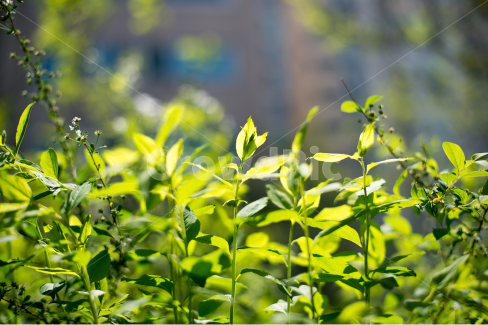 나무,봄,풀,새싹,사랑,희망,풍경,바람,의지,식물,자연,plants,nature,휴식,힐링,rest,relaxation,healing