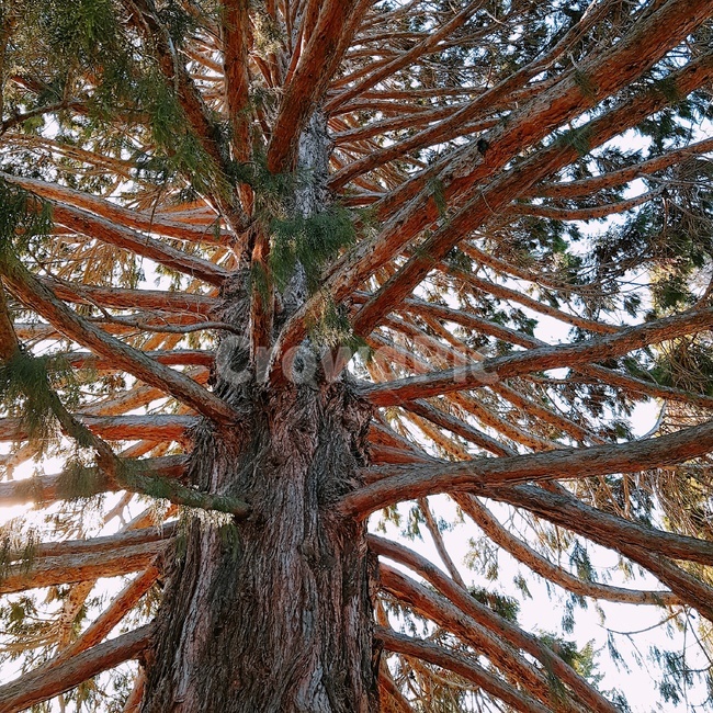 퀸스타운,뉴질랜드,풍경,경치,자연,newzealand,landscape,nature,나무,tree,식물,자연,plants,nature,나무,trees,wood