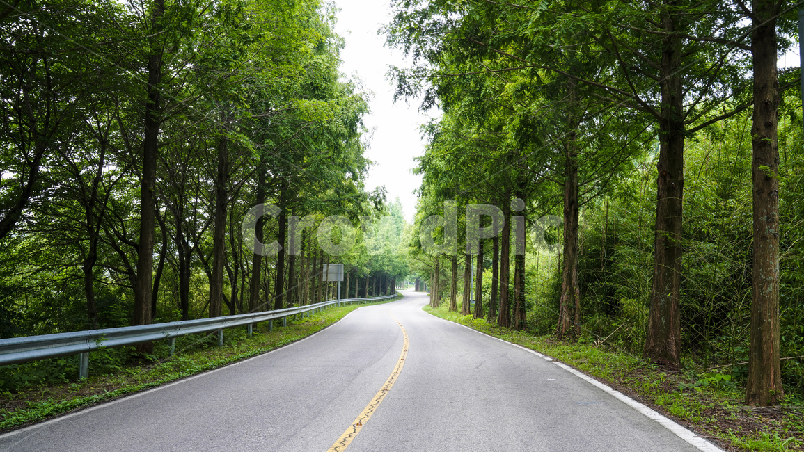 자연,풍경,가로수,가로수길,자동차길,나무,메타세콰이아,시골길,지방도,국도,계절,여름,그린,커브길,시골,불갑저수지,공원,신록,지방도로,곡선,꼬부랑길,배경,힐링,함평,전남