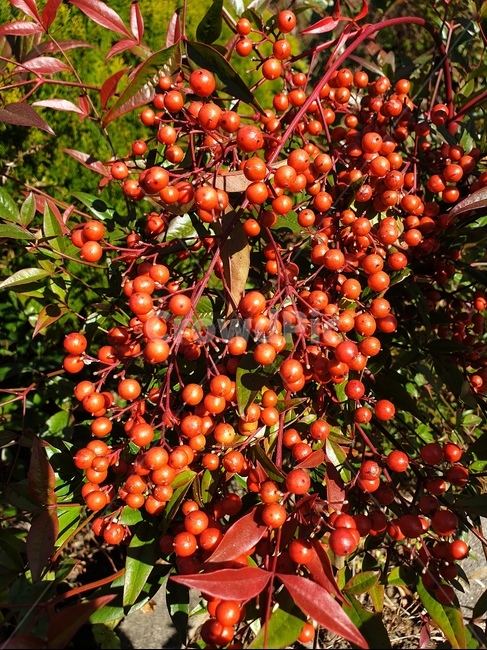 plant,식물,남천,남천죽,열매,붉은열매,남천죽자,과일,열매,fruit