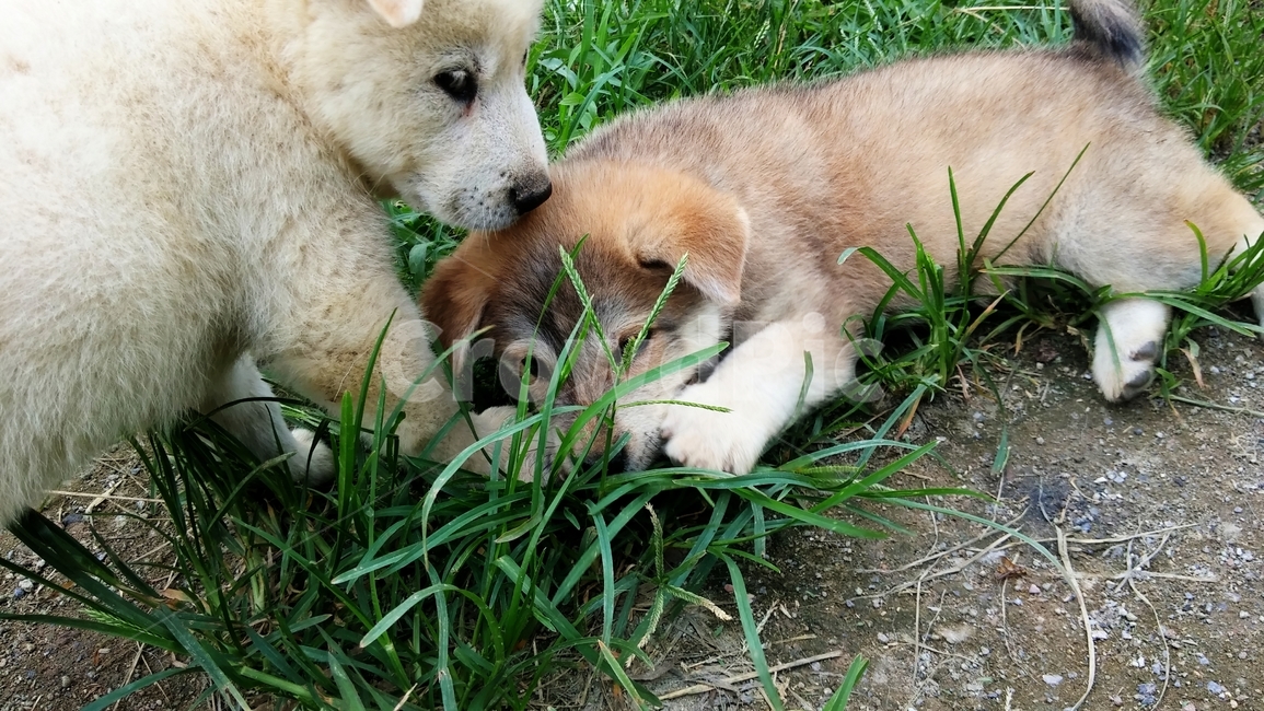 강아지,강아지풀,댕댕이,식물,grass,잔디,plant
