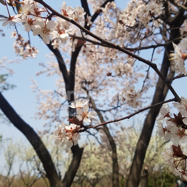벚꽃,봄,비눗방울,꽃,flower,blossom,식물,자연,plants,nature,꽃,flower