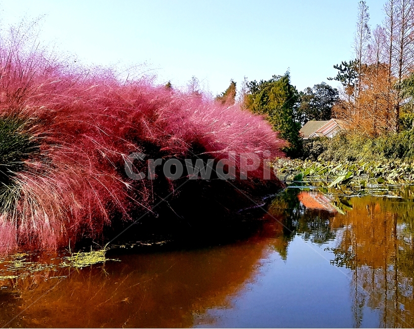 반영,pinkmuhly,물,필크뮬리,나무,가을,계절,fall,autumn,season