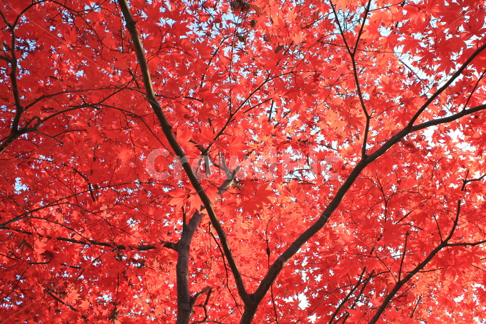 단풍,가을,가을단풍,붉은단풍,불긋,가을,계절,fall,autumn,season,식물,자연,plants,nature,나무,trees,wood,plant,leaf,잎,tree,maple