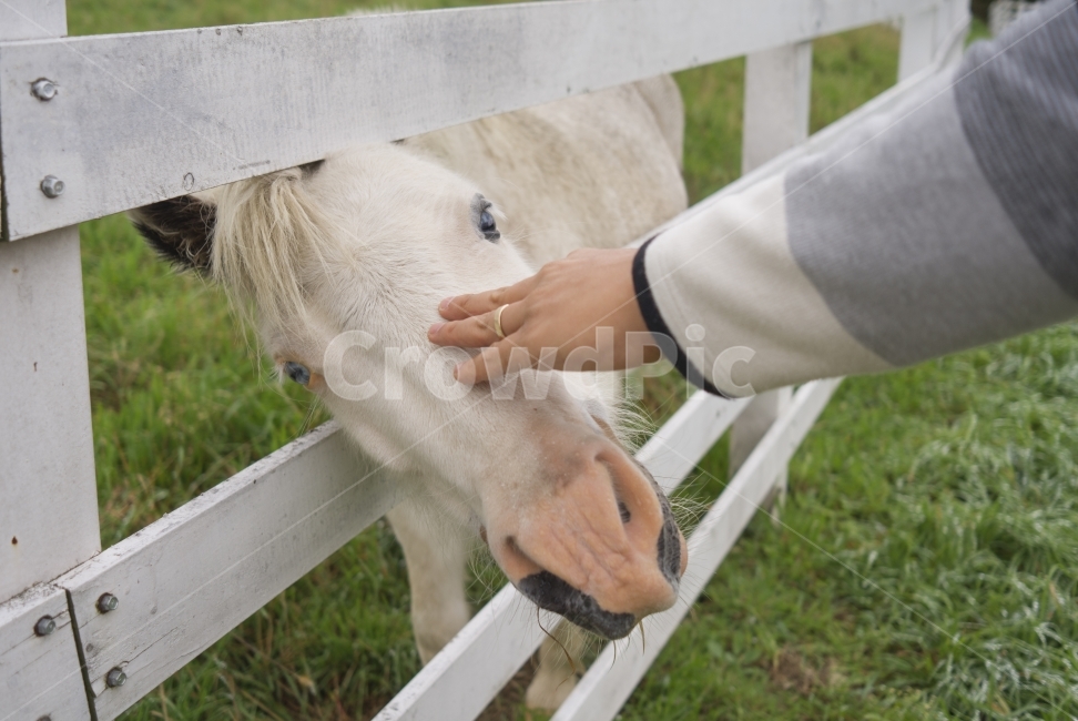 동물,animal,말,horse,목장,pasture,풍경,landscape,자연,nature,감성,교감,communion,숲,forest,동물,animal,포유류,mammal,산업,industry,industrial,목축업,목장,livestock farming,ranching,pasture