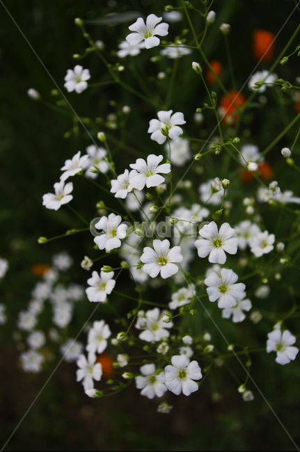 안개꽃,잎,꽃,flower,식물,plant,자연,nature,식물,자연,plants,nature,꽃,flower