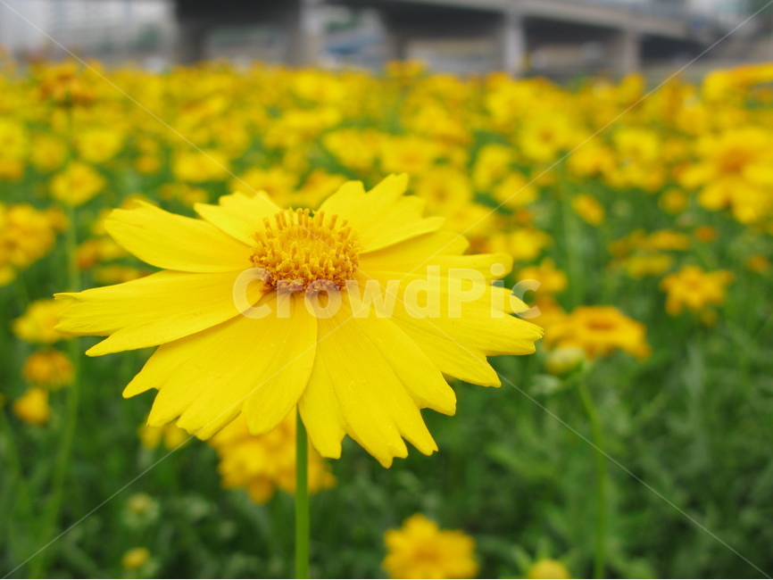 들국화,노란국화,노란들국화,노란꽃,노란들꽃,식물,자연,plants,nature,꽃,flower