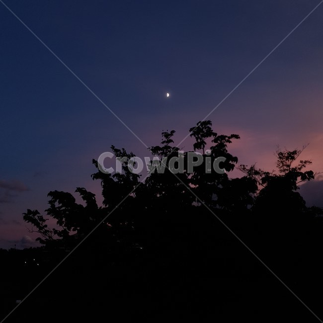 nature,자연,outdoors,옥외,silhouette,실루엣,야경,달,나무