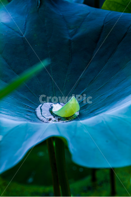 연잎,물방울,문양,무늬,패턴,식물,자연,plants,nature,꽃,flower