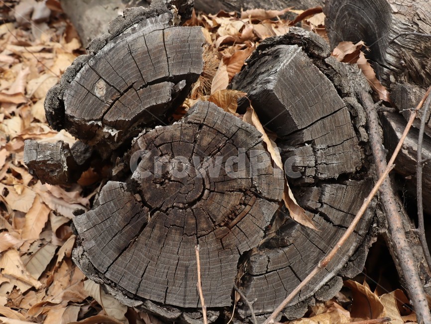 pruning,firewood,rotten tree,piece of wood,age