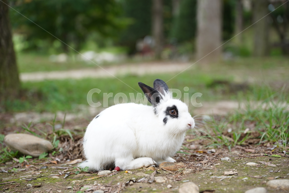 토끼,동물,자연,남이섬,풍경,동물,animal,포유류,mammal