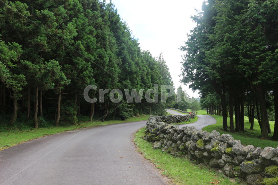 숲길,초록,돌담길,여름,길,자연,풍경,nature,landscape,road,도로,tree,나무,plant,식물