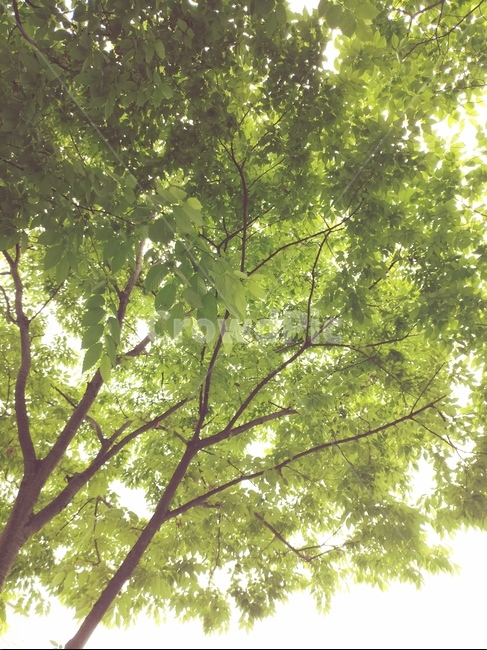녹음,자연,정오,힐링,나무,식물,자연,plants,nature,나무,trees,wood