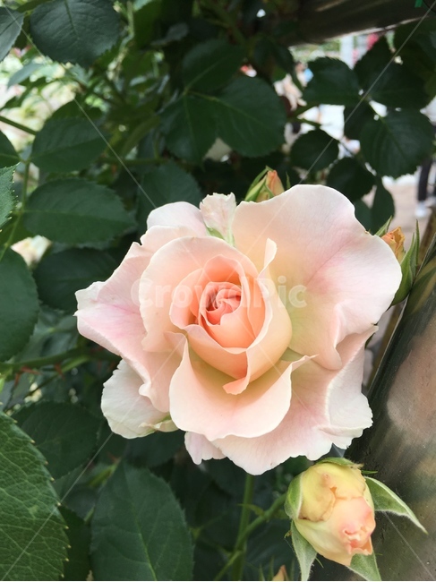 장미,꽃,rose,flower,장미정원,접사