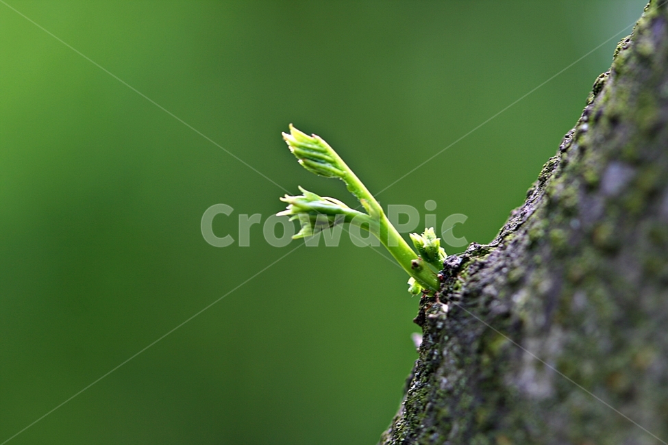 새싹,봄,푸르름,나무,자연,식물,자연,plants,nature