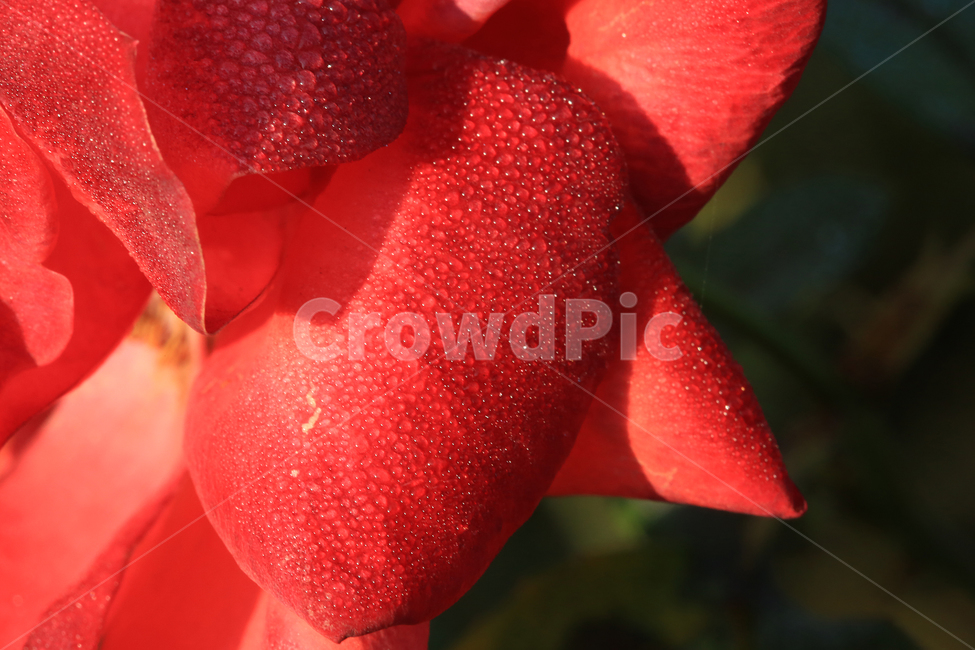 장미,꽃,이슬,rose,flower,dew,식물,자연,plants,nature,꽃,flower