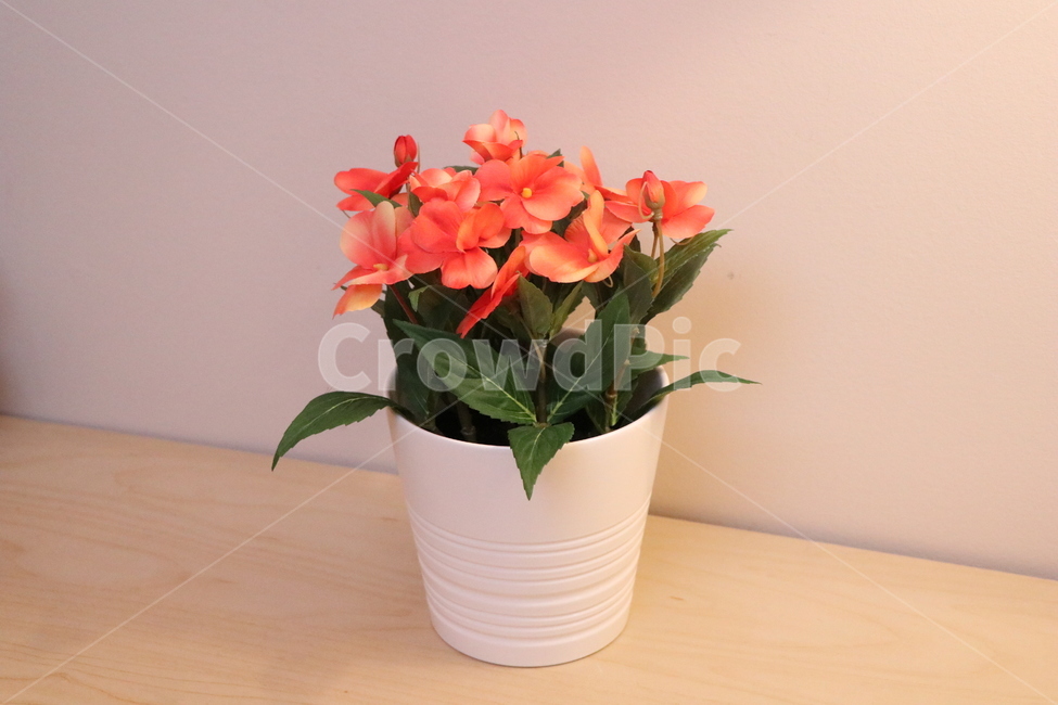 꽃,꽃병,화분,따뜻한,flower,꽃,flower,실내용화초,화분,화초,house plant