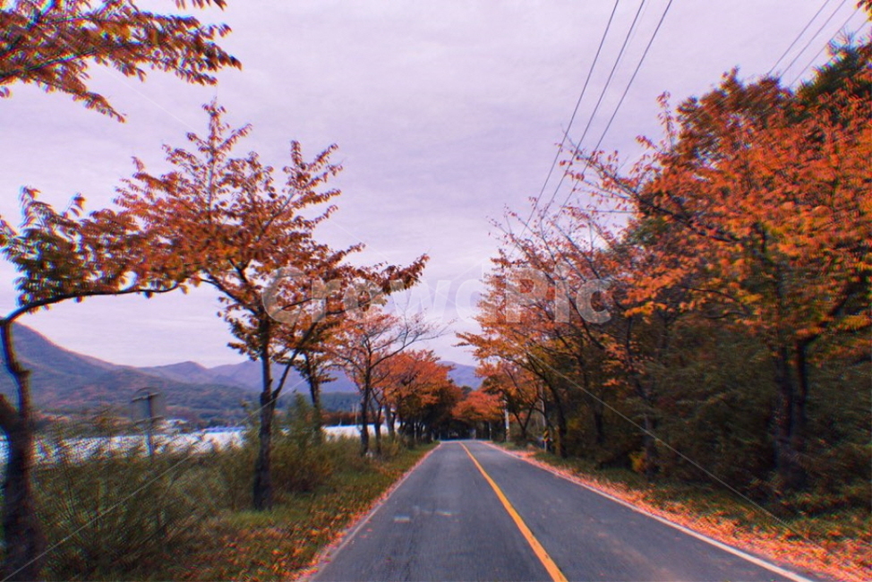 road,도로,단품,가을,단풍나무,주황,가을,계절,fall,autumn,season