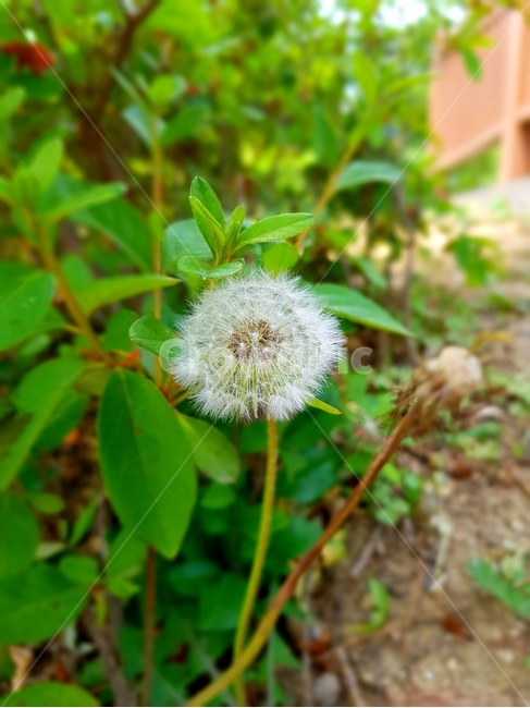 plant,꽃,flower,blossom,식물,민들레