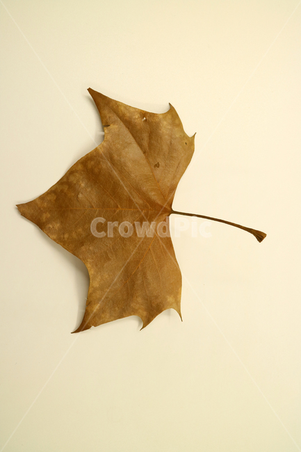 낙엽,가을,나뭇잎,잎,잎사귀,오브젝트,누끼,계절,식물,자연,낙엽잎,fallenleaves,deadleaves,가을낙엽,가을,계절,fall,autumn,season,plant,leaf,maple leaf,단풍잎