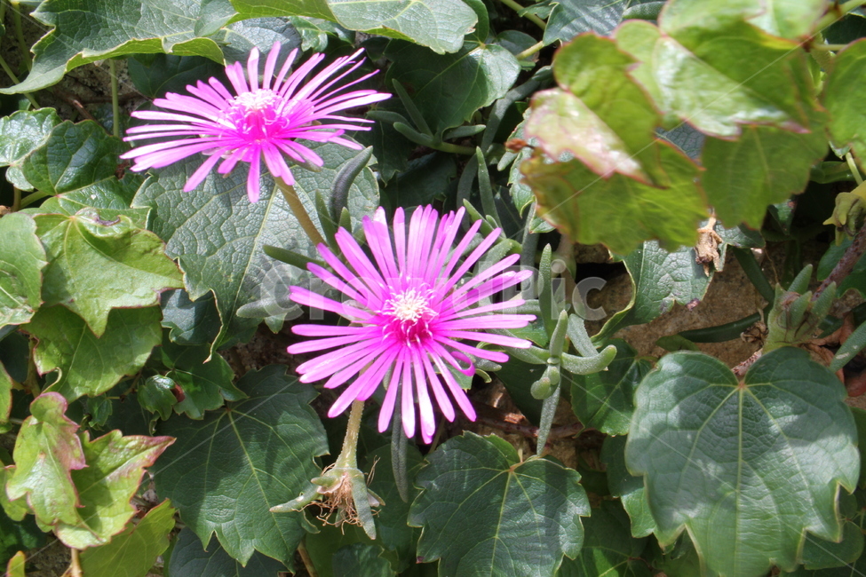 송엽국,꽃,식물,담쟁이,Lampranthus,채송화,Bostonivy,식물,자연,plants,nature,꽃,flower