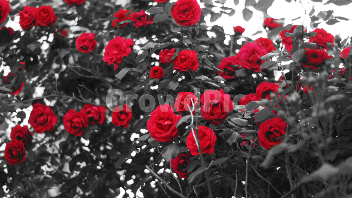 장미,꽃,흑백,빨간장미,대비,redrose,flower,rose,blackandwhite,contrast,black,focus,red,mood,warm,color,colorful,natural,식물,자연,plants,nature,꽃,flower,흑백,모노톤,monochrome,black and white