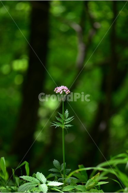쥐오줌풀,야생화,꽃,식물,자연,생태,플라워,flower,plants,nature,식물,자연,plants,nature,꽃,flower