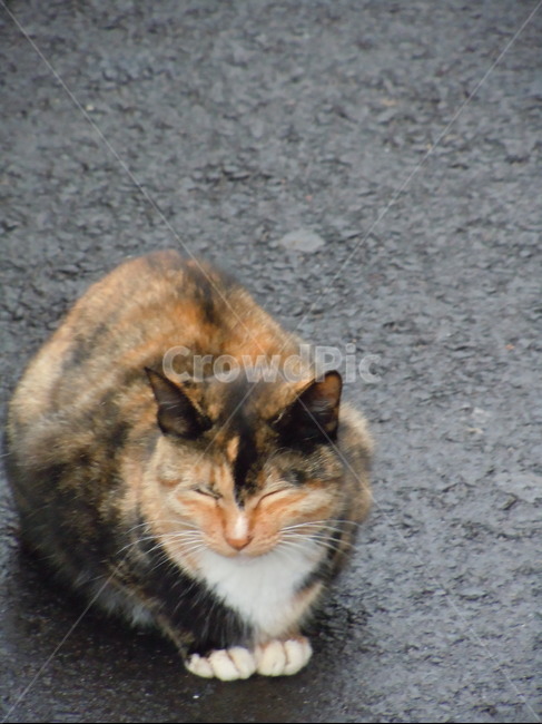 고양이,잠자는고양이,길고양이,얼룩무늬고양이,코숏,동물,animal,포유류,mammal,고양이,cat,kitten,kitty