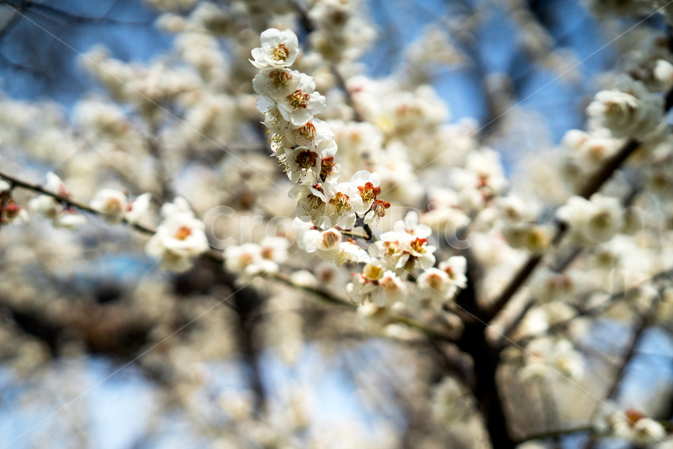 봄,봄꽃,계절,자연,봄냄새,봄향기,봄,계절,spring,season,식물,자연,plants,nature,꽃,flower,plant,cherry blossom,벚꽃,blossom