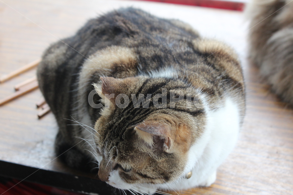 고양이,줄무늬고양이,cat,동물,animal,동물,animal,포유류,mammal,고양이,cat,kitten,kitty