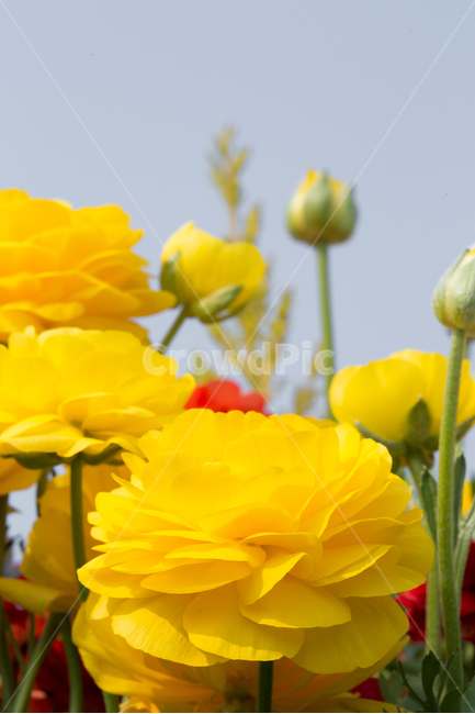 꽃,봄꽃,노란꽃,꽃접사,꽃밭,봄,계절,spring,season,식물,자연,plants,nature,꽃,flower