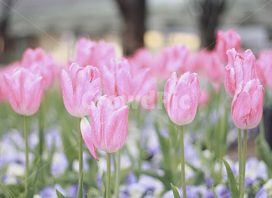 튤립,꽃,flower,spring,봄,꽃사진,플라워,plants,식물,감성사진,자연,nature,봄,계절,spring,season,식물,자연,plants,nature,꽃,flower,감성,sensible,feeling,plant,blossom