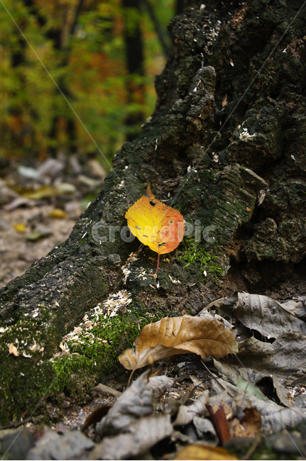 가을,fall,나무,식물,plant,단풍,잎,낙엽,가을,계절,fall,autumn,season,leaf,tree