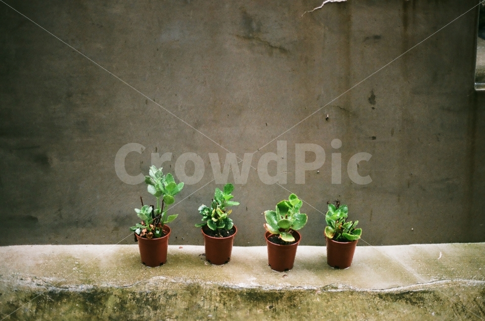 일상,식물,자연,비,배경,풍경,색감,감성사진,필름,film,화분,식물,자연,plants,nature