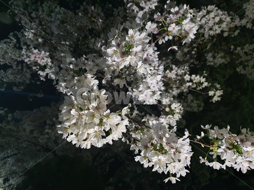 야화,벚꽃,plant,식물,봄,야경,blossom,봄꽃