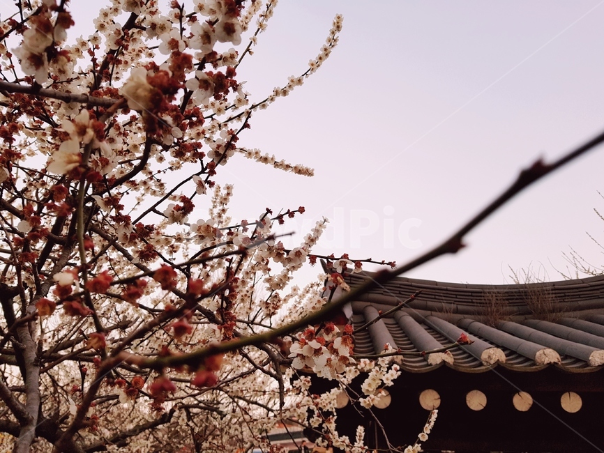 plant,식물,flower,blossom,꽃감성,꽃
