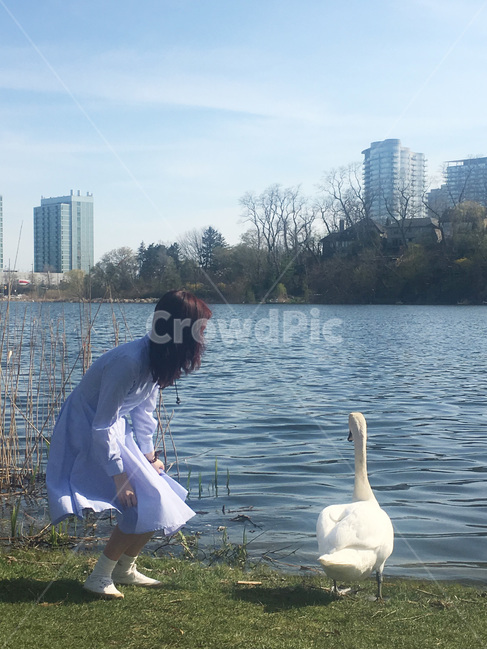 person,사람,human,인간,animal,새,bird,동물,백조,swan,girl