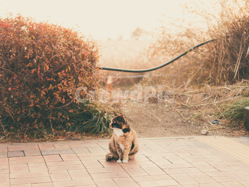 고양이,나무,cat,동물,감성,색감,가을,계절,fall,autumn,season,동물,animal,포유류,mammal,고양이,cat,kitten,kitty,감성,sensible,feeling,strap,견장