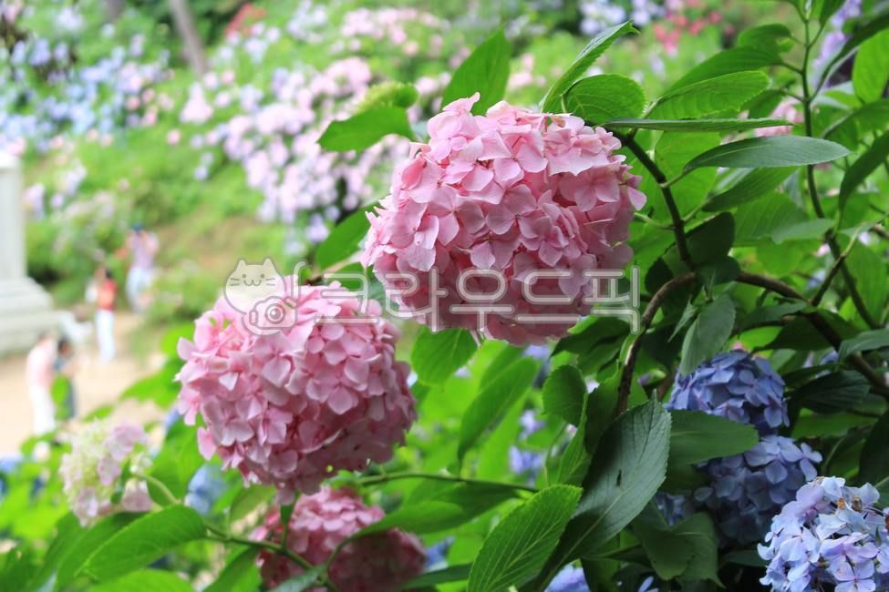Taejongsa Temple,Hydrangea Festival,Taejongsa Hydrangea,hydrangea,Taejongdae Flower Festival,pink flower,flower
