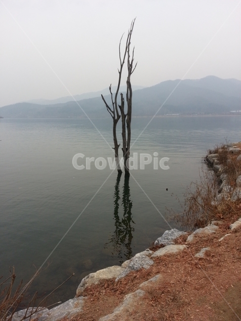 강물,호수,나무,안개,풍광,자연,풍경,nature,landscape,식물,plants,나무,trees,wood,outdoors,옥외