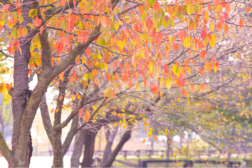 가을,단풍,풍경,계절,나무,추색,공원,산책로,가을,계절,fall,autumn,season,자연,풍경,nature,landscape,tree,plant,식물,tree trunk,나무 줄기