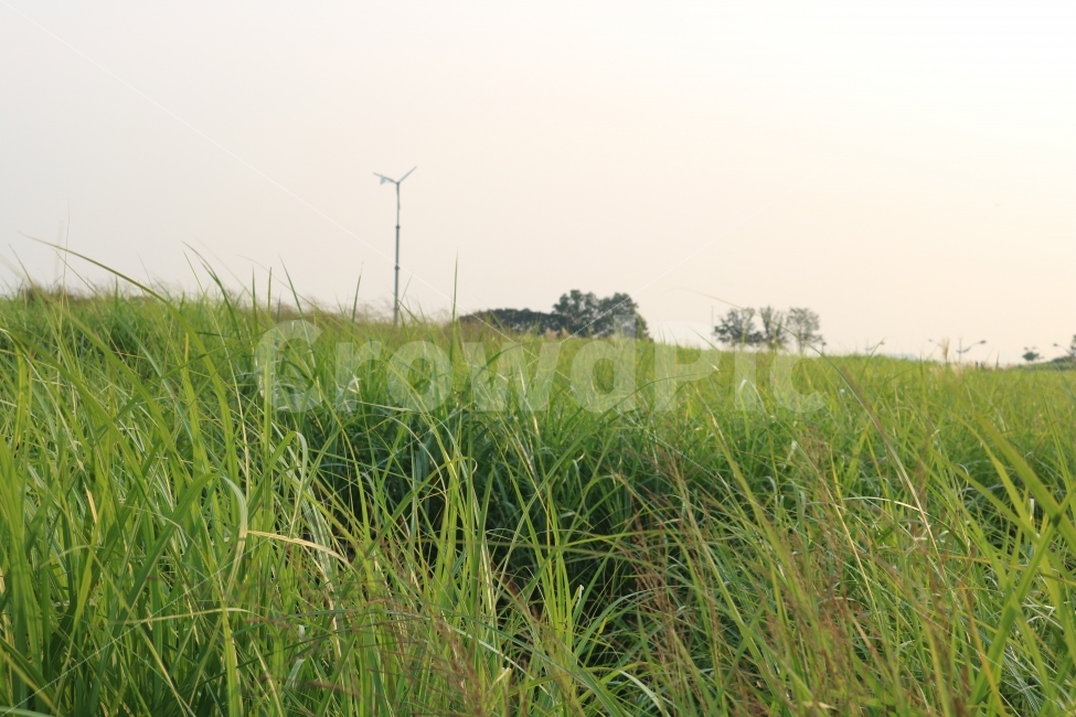 자연,풍경,감성,힐링,숲,자연,풍경,nature,landscape,field,들,grassland,목초지,outdoors,옥외