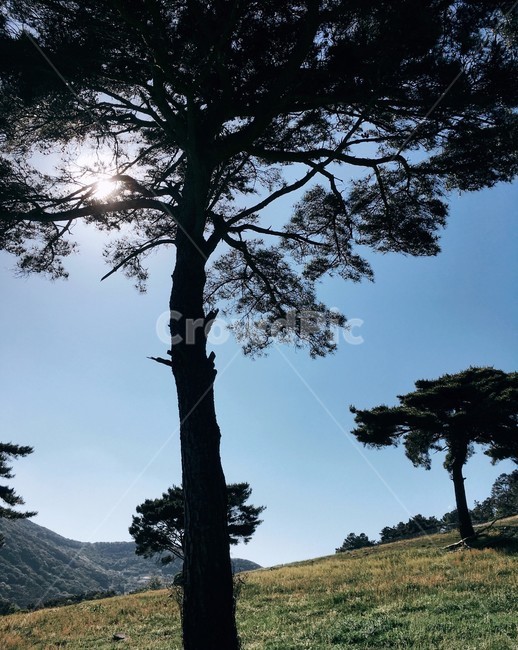 산,하늘,햇빛,가을하늘,소나무,sunshine,빛나는,푸른,가을,맑은,청명한,clear,들판,힐링,휴식,잔잔한,식물,자연,plants,nature,나무,trees,wood