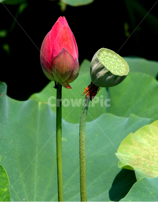 plant,식물,flower,꽃,연꽃,연잎,빨강,식물,자연,plants,nature,꽃,flower