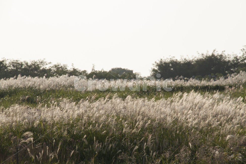 자연풍경,가을,하늘공원,억새,도시,자연,풍경,nature,landscape,plant,식물,grass,잔디,field,들