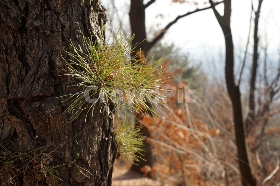 소나무,솔잎,겨울,자연,나무,식물,나무줄기,plant,treetrunk,생명,침엽수,따가움,찔림,바늘모양,식물,자연,plants,nature,나무,trees,wood